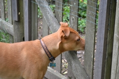 Ruby nose in fence