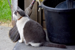 Fiona in the barn