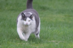 fiona in grass