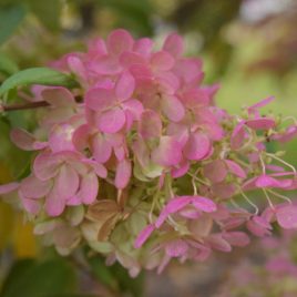 Hydrangea Fall Bloom