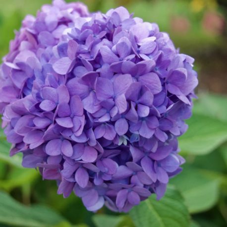 Hydrangea in Bloom